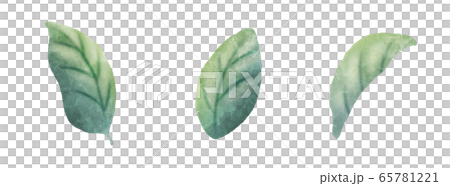 葉葉葉 葉葉葉 65781221