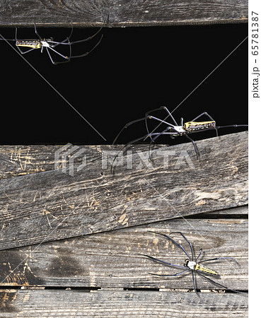 Halloween background with old wooden boards and 65781387