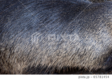 Muskrat pattern design. Real fur Skin texture 65781454