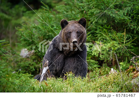 Big brown bear in the forest. Dangerous animal in 65781467