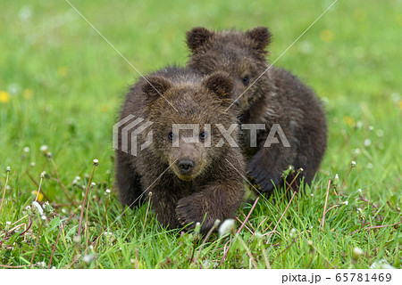 Bear cub in spring grass. Dangerous small animal Bear cub in spring grass. Dangerous small animal 65781469