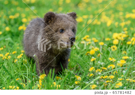 Bear cub in spring grass. Dangerous small animal 65781482