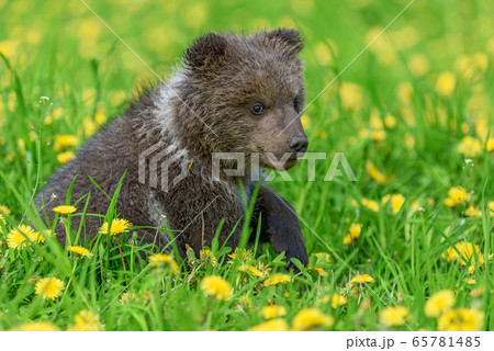 Bear cub in spring grass. Dangerous small animal 65781485