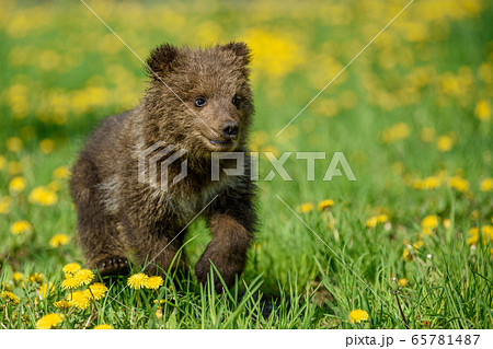 Bear cub in spring grass. Dangerous small animal 65781487