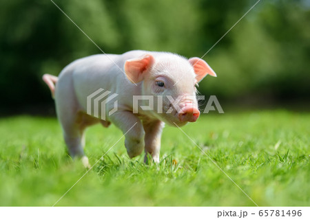 Funny  little ping piglet on spring green grass 65781496