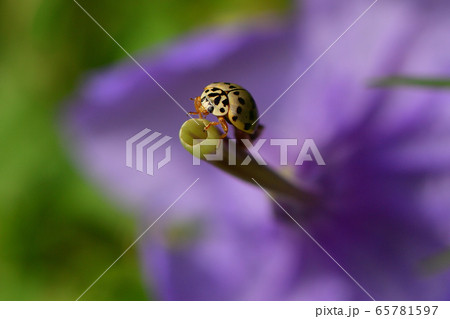綺麗な花にとまるナミテントウ Asian ladybird beetle 並天道 綺麗な花にとまるナミテントウ Asian ladybird beetle 並天道 65781597