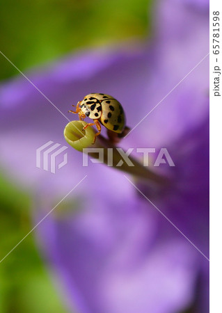 綺麗な花にとまるナミテントウ　Asian ladybird beetle　並天道 65781598