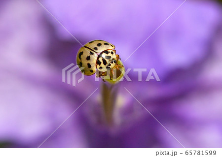 綺麗な花にとまるナミテントウ Asian ladybird beetle 並天道 綺麗な花にとまるナミテントウ Asian ladybird beetle 並天道 65781599