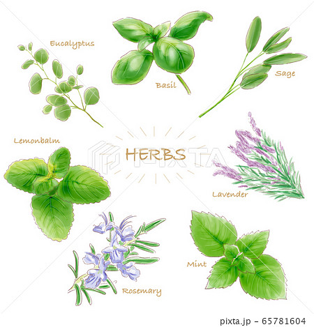 Herbs Watercolorのイラスト素材