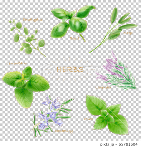 herbal, watercolour, white background 65781604