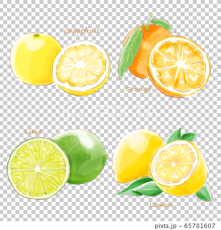 citrus_fruit_watercolor 65781607