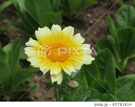 シュンギク Crown daisy シュンギク Crown daisy 65781814