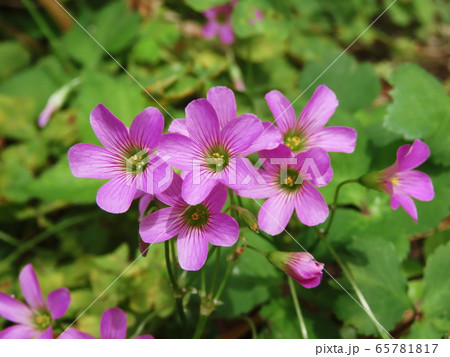 ムラサキカタバミ  Violet wood-sorrel 65781817