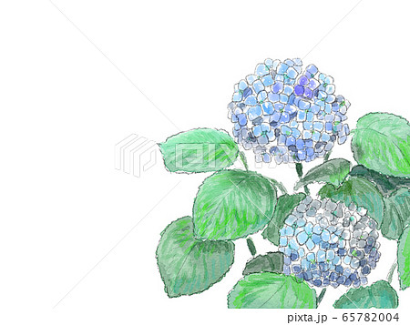 紫陽花のフレーム 65782004