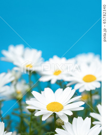 ノースポールの花 65782340