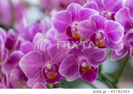 Orchid flower in orchid garden at winter or spring day for decoration Orchid flower in orchid garden at winter or spring day for decoration 65782403