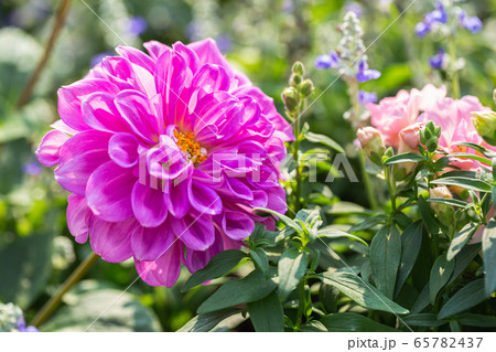 Pink flower and green leaf in garden at sunny summer or spring day 65782437