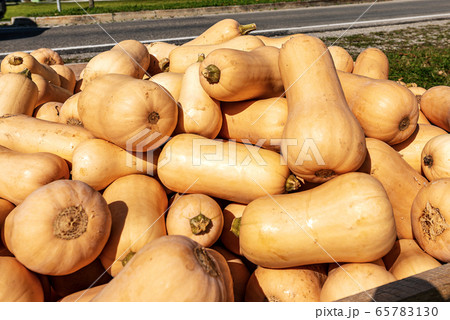 Harvest of Orange Pumpkins at the roadside - Bavaria Germany 65783130