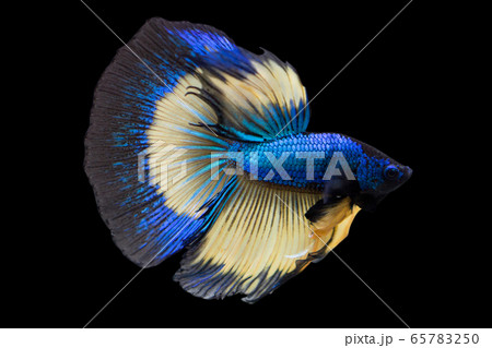 Betta Mustard Gas Halfmoon HM Male or Plakat Fighting Fish Splendens On Black Background. Betta Mustard Gas Halfmoon HM Male or Plakat Fighting Fish Splendens On Black Background. 65783250