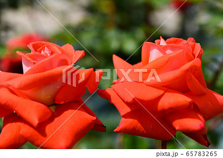 五月の薔薇 65783265