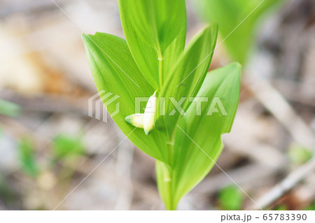 ヒメイズイ　”山野草” 65783390