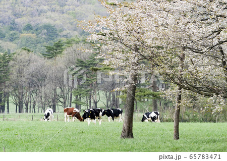 岩手県　牧場の風景写真　牛も放し飼い 65783471