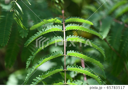 ネムノキの葉 ネムノキの葉 65783517