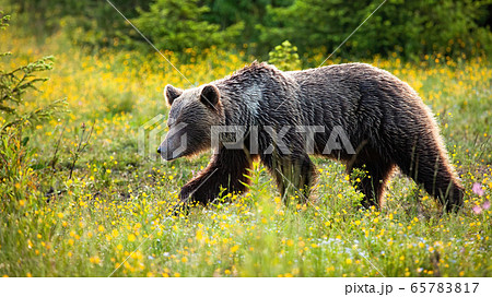 Powerful brown bear walking on a meadow with yellow flowers in wilderness 65783817