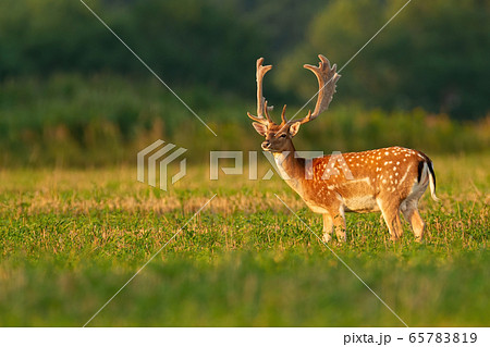 Male fallow deer stag with anglers in velvet on stubble field looking away 65783819