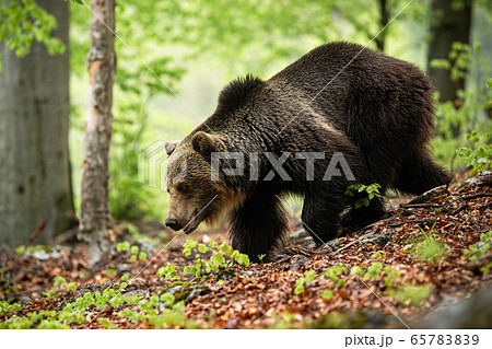 Huge bear with long brown fur running in forest in summer. 65783839