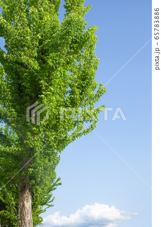トウカエデの新緑 65783886