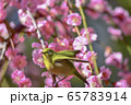 梅の木を飛び立つメジロ 65783914