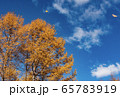 秋空に舞う 65783919