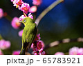 春の訪れを知らせるウメジロー 65783921