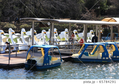井の頭公園のスワンボート 井の頭公園のスワンボート 65784291