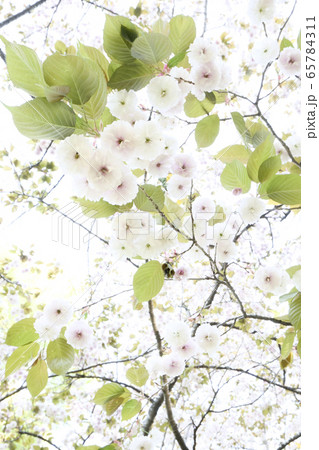 桜の写真 岩手県盛岡市 桜の写真 岩手県盛岡市 65784311