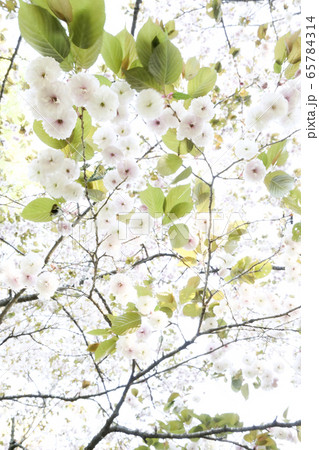 桜の写真　岩手県盛岡市 65784314