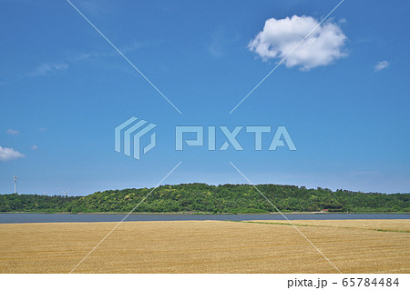 湖畔の大麦畑 65784484