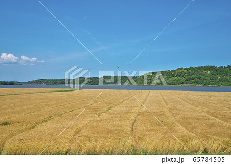 湖畔の大麦畑 65784505