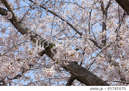 満開の桜　ソメイヨシノ 65785070