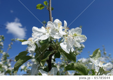 サクランボの花 サクランボの花 65785644