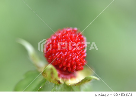 へびいちごの写真素材