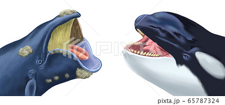 動物 クジラ シャチのイラスト素材