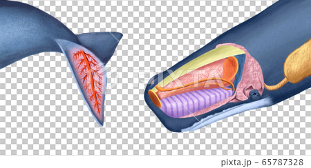 鯨魚結構 鯨魚結構 65787328