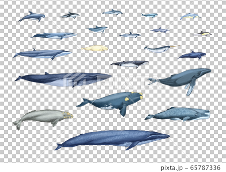 Refine the type of whale Refine the type of whale 65787336