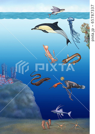 魚類 魚 水中 65787337