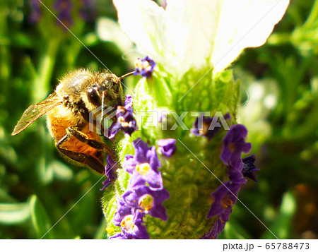 ラベンダーと蜜蜂 ラベンダーと蜜蜂 65788473