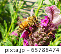 ラベンダーと蜜蜂 65788474