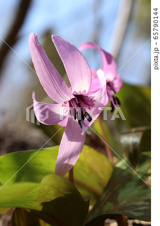 カタクリの花（アップ） 65790144