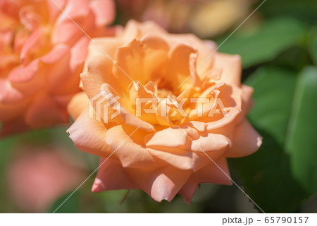 オレンジ色のバラ 65790157